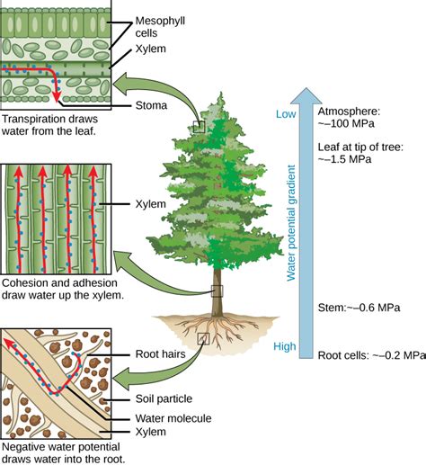 tensile strength xylem|xylem soil pressure.